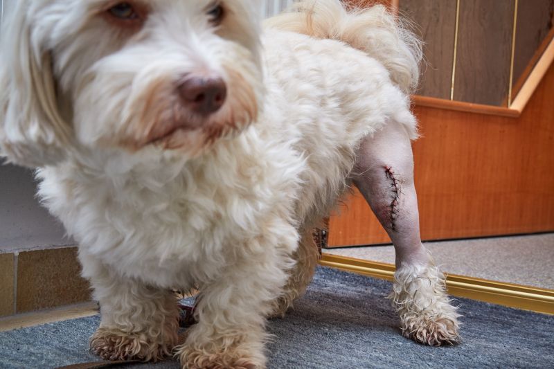 Havanese dog with a shaved back left leg with the scar of a patella luxation operation on the left knee