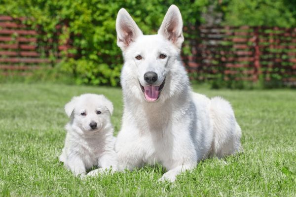 White Swiss Shepherd mother and puppy laying on green grass