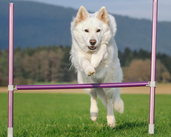 White Swiss Shepherd 9 years old jumps agility outdoor