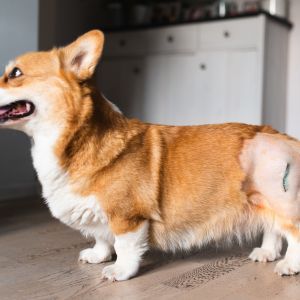 Corgi dog with scar and shaved hip after hip dysplasia , femoral head osteoctomy (FOH) surgery