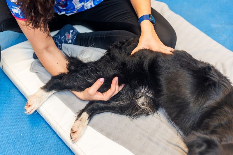 Veterinarian performing physiotherapy on the hind leg a border collie dog to treat hip dysplasia 