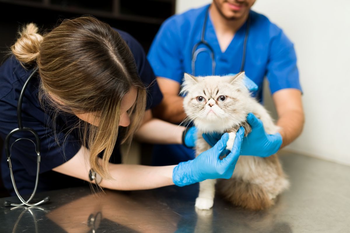 Fluffy persian cat sitting at the exam table