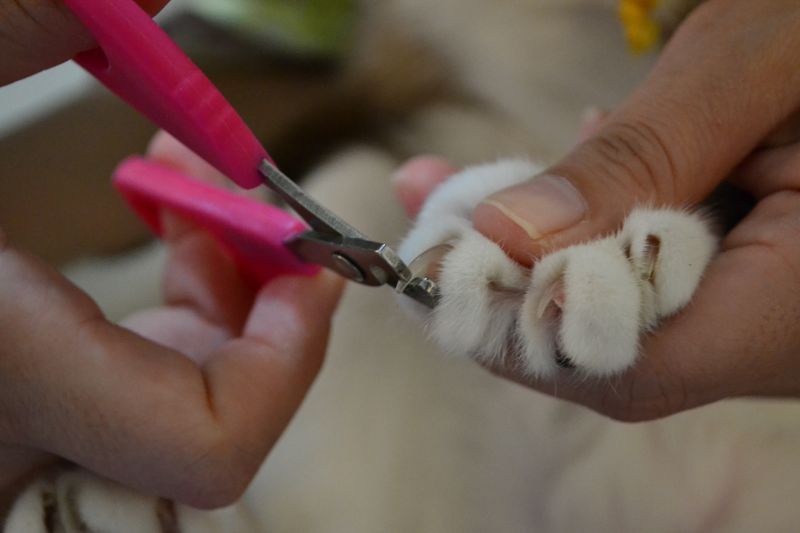Owner's hand holding pink clippers nail and cat's paw to begin trimming cat's nails