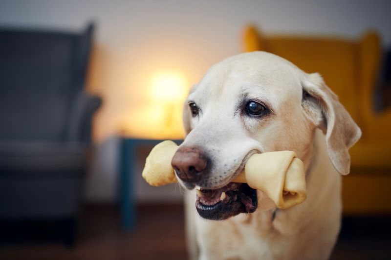 Happy dog with chewing bone in mouth. Portrait of old labrador retriever at home