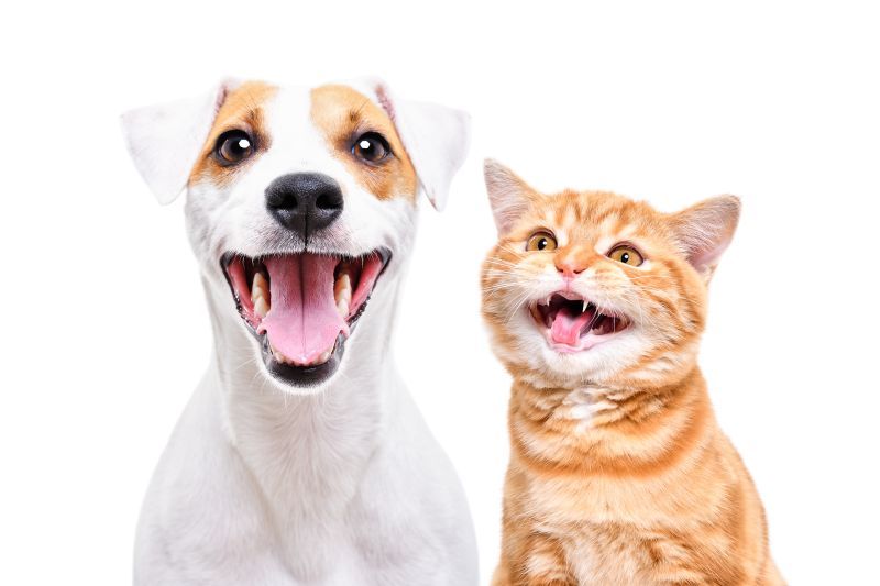 Portrait of cheerful dog jack russell terrier and meowing kitten scottish straight isolated on white background