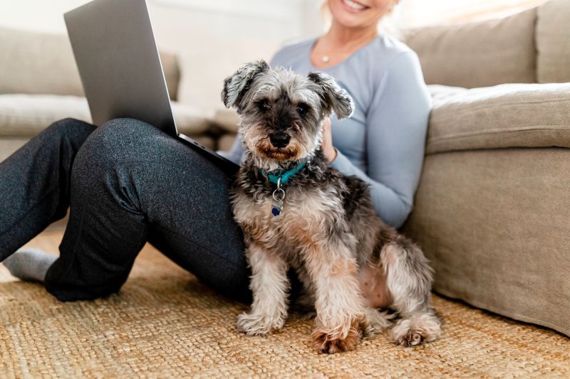 Cute pet dog sitting with owner in the living room with laptop researching pet insurance