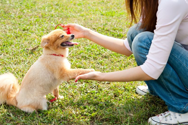Woman holds her dog's paw to check for injury in the park