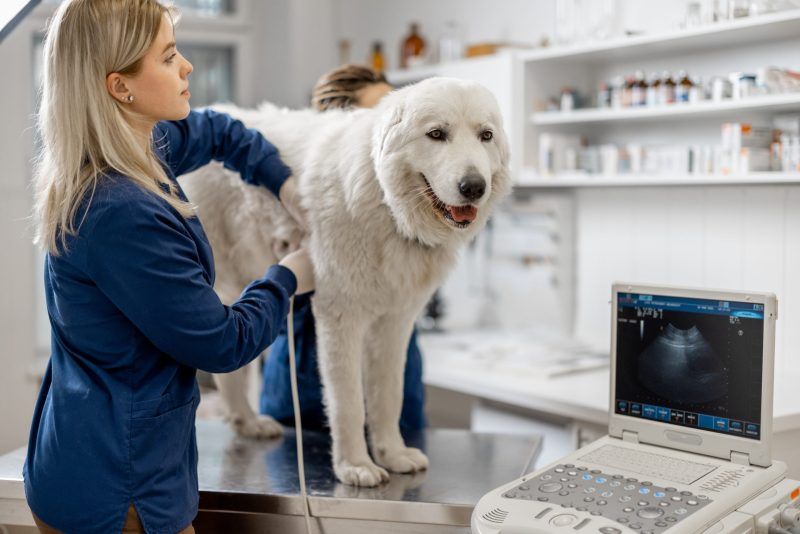 Female veterinarians examines the dog using ultrasound while patient standing at examination table at vet clinic