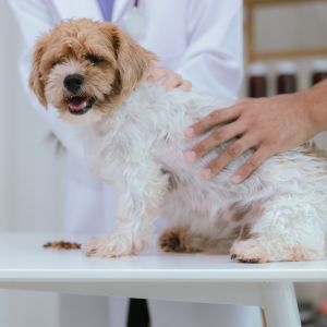 Indoor veterinary clinic with dog, vet, and owner during pet health consultation and treatment.
