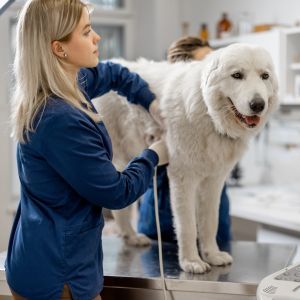 Veterinarian performing an ultrasound examination on a dog