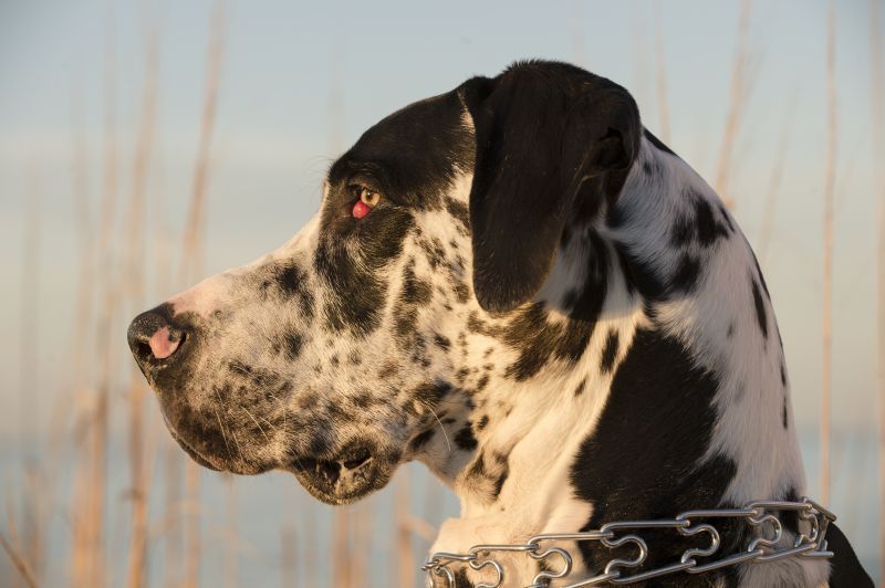 A black and white Great Dane dog close up of head with visible signs of cherry eye condition