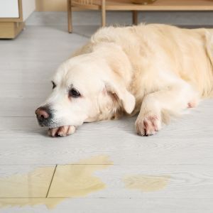 Labrador dog with a UTI lies next to a puddle of urine on the tiled floor at home