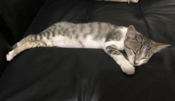 Tiko the hero kitten resting on the couch
