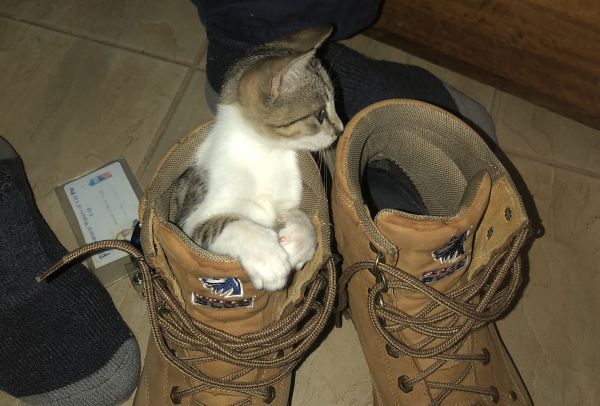 Tiko the kitten climbs into a workboot