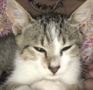 Wow Meow Hero Pet Tiko