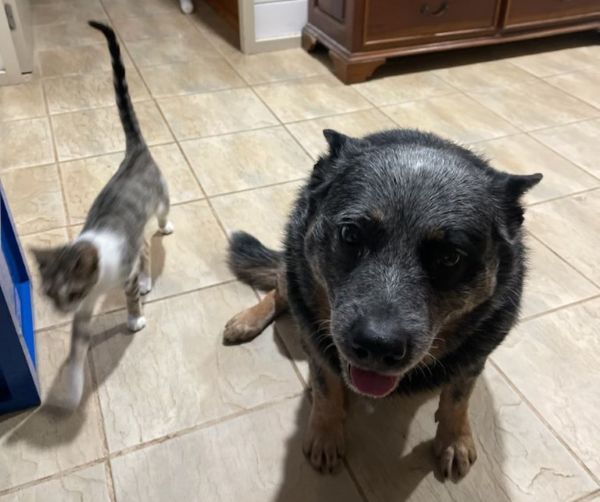 Best friends Tiko and Snippy