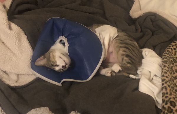 Tiko resting and recovering from surgery