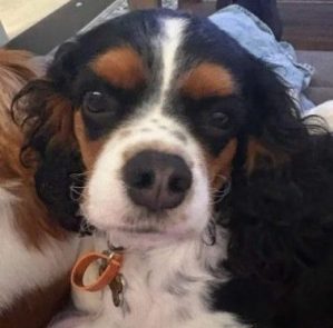 Teddy the happy little Cavalier