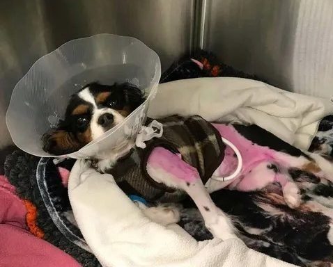 Teddy recovering from surgery