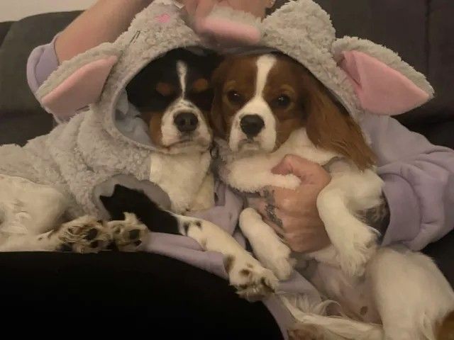 Teddy and bestie Ruby cuddling together