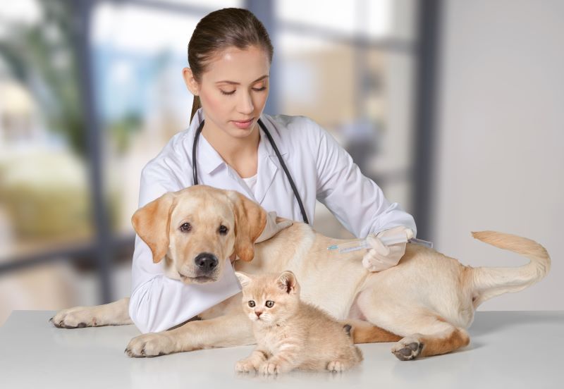 Vet examining a Labrador with a kitten beside it at a veterinary clinic.