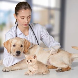 Vet examining a Labrador with a kitten beside it at a veterinary clinic.