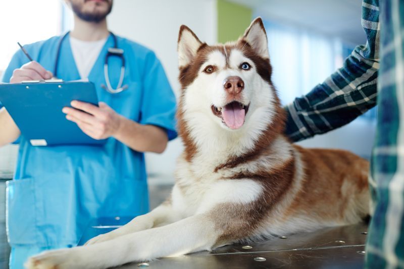 Husky resting on an examination table beside a veterinarian and owner